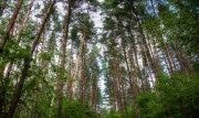 В России ужесточили ответственность за разжигание лесных пожаров