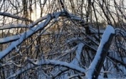 Россиянам официально разрешили собирать валежник