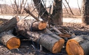 Гражданин Латвии нанес лесному фонду РФ многомиллионный ущерб