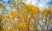 Когда в Тульскую область придет золотая осень