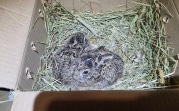 В Новомосковске рабочие нашли на стройке осиротевших зайчат