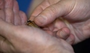 Аномалия или норма: тульские энтомологи объяснили отсутствие майских жуков в этом году