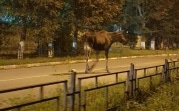 Туляков предупредили о возможном появлении лосей на дорогах