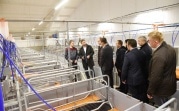 «АГРОЭКО» запустила новую свиноводческую ферму в Тульской области