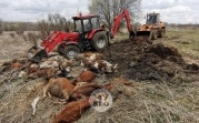 Массовая гибель скота в Тульской области: хозяин животных заплатит штрафы