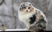 Погода в Тульской области 12 февраля: мокро, ветрено и до -4 градусов