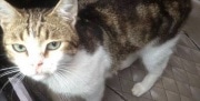 Новомосковский кот-наркокурьер вошел в десятку самых популярных кошек
