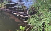 Эксперты выясняют причины гибели рыбы в пруду богородицкой усадьбы графов Бобринских