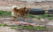 За выброшенных на улицу домашних животных будут штрафовать