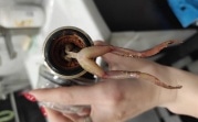 Житель Узловой достал из водопроводного счётчика лягушку
