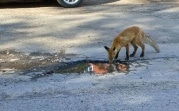 В Новомосковске сфотографировали пьющую из лужи лису