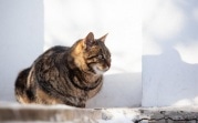 Погода в Туле 27 февраля: переменная облачность и до +3 градусов