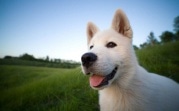 Лето в радость: как помочь домашним питомцам пережить жару?
