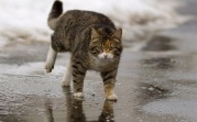 Погода в Тульской области 1 марта: ветрено и до +4°С