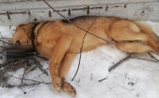 Жестокое убийство собаки в Новомосковске: полиция начала проверку
