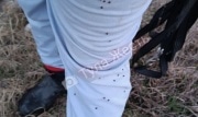 В Тульской области нашли клещей, зараженных бореллиозом и анаплазмозом