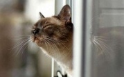 Погода в Тульской области 1 апреля: дождливо и тепло