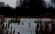 Под Новомосковском у пруда поселился одинокий лебедь