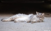 Погода в Туле 9 августа: жарко и короткие дожди