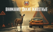 Госавтоинспекция напоминает тулякам о диких животных на дорогах