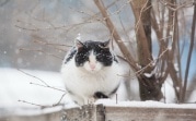 Погода в Тульской области на 11 февраля: облачно и промозгло