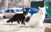 Погода в Туле 1 апреля: небольшой дождь и умеренный ветер