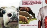 В Узловой установлен карантин из-за бруцеллеза