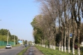Аллею ясеней заменят клёны