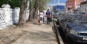 В Новомосковске упавшее дерево завалило ветками автомобиль