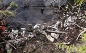 Берег реки Любовки под Новомосковском засыпан дохлой рыбой