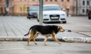 В Узловой обнаружили очаг бешенства