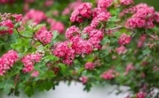 Погода в Тульской области 8 июня: жара и грозы
