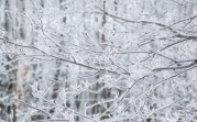 Погода в Тульской области 8 декабря: морозно и без осадков