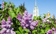 Какая погода ждет Тульскую область 24 мая