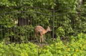 Сотрудники МЧС спасли косуленка, застрявшего в заборе гимназии