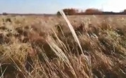 Из-за аномально теплой погоды на Куликовом поле второй раз зацвел ковыль
