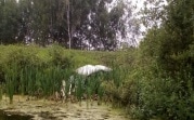 В Новомосковске легковушка съехала с дороги в пруд