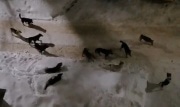Жители Донского боятся выходить из дома из-за стаи бродячих собак