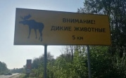 В Тульской области на карту нанесли опасные участки дорог, где могут выбежать дикие животные
