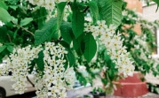 Погода 1 мая: в Туле возможен кратковременный дождь и до +21°С