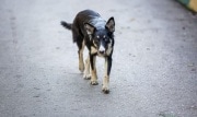 В России планируют ввести штраф за выгул собак без намордника