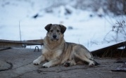 В Тульской области проводится месячник льготной стерилизации животных