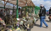 Россельхознадзор рассказал, как правильно выбрать саженцы