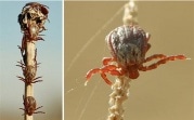 157 туляков за неделю пострадали от укусов клещей