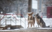 Погода в Тульской области 19 января: облачно, снежно и холодно