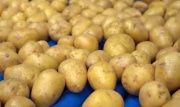 За год в Тульской области сбор картофеля увеличился почти на 50%