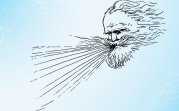 На регион идет сильный ветер: объявлено метеопредупреждение