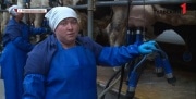 Доярка из Новомосковска стремится стать лучшей в России
