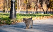 Метеорологи дали прогноз на бабье лето