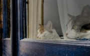 Погода в Тульской области 15 ноября: ветрено, без осадков, до +7 градусов